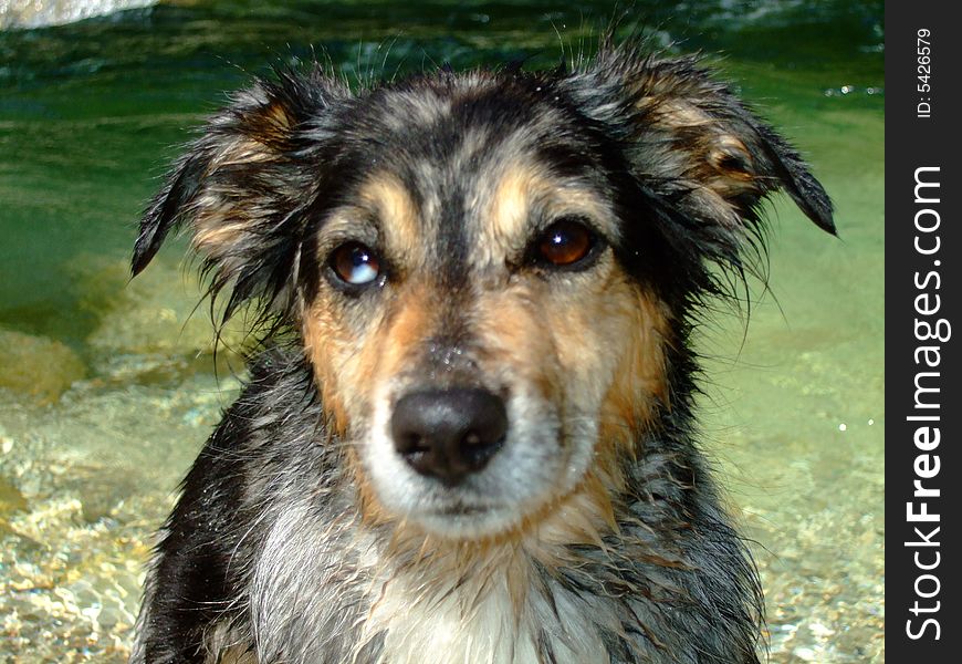 Dog standing on a beach. Dog standing on a beach