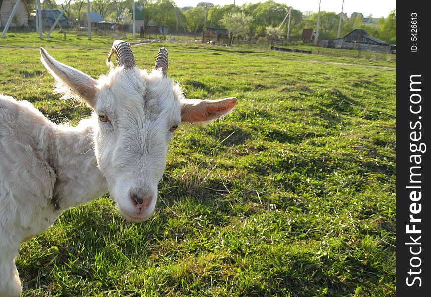 Goat on meadow on farm