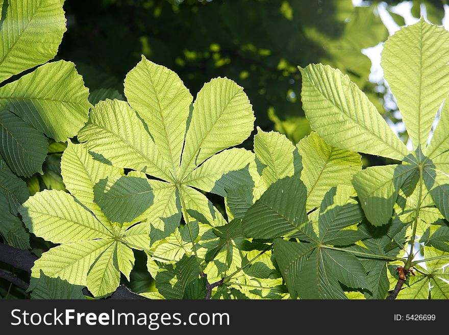 Big chestnut tree leaves transparent in sunlight