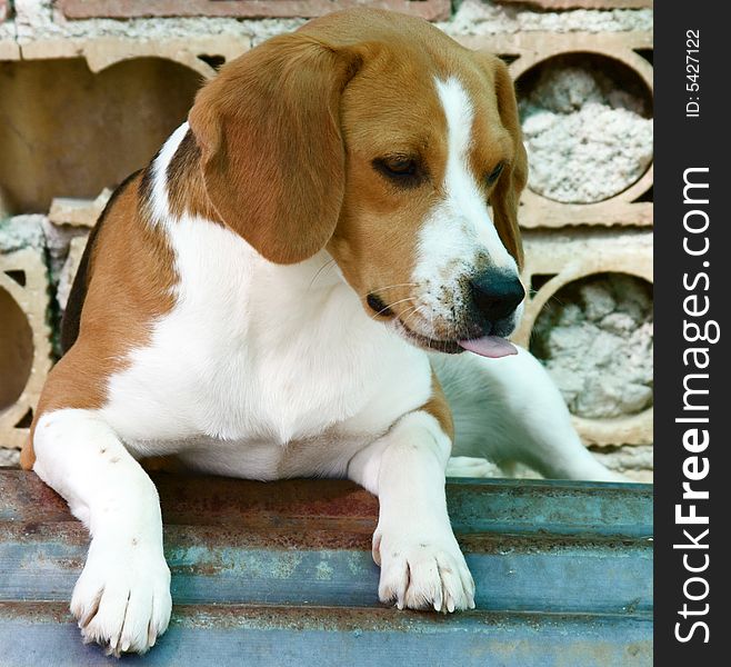 This is a beagle in her house