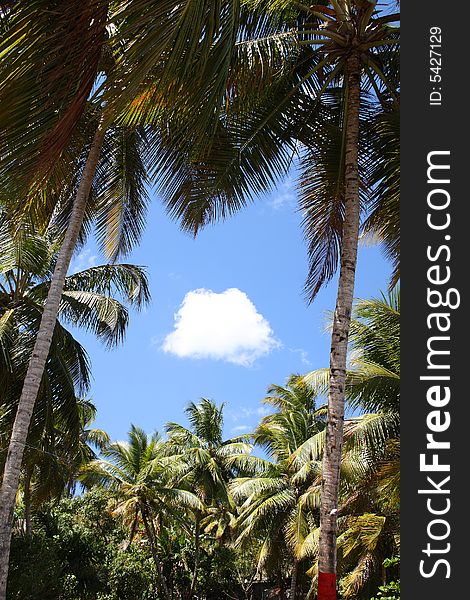 Blue sky and cloud with a border of coconut palm trees. Blue sky and cloud with a border of coconut palm trees.