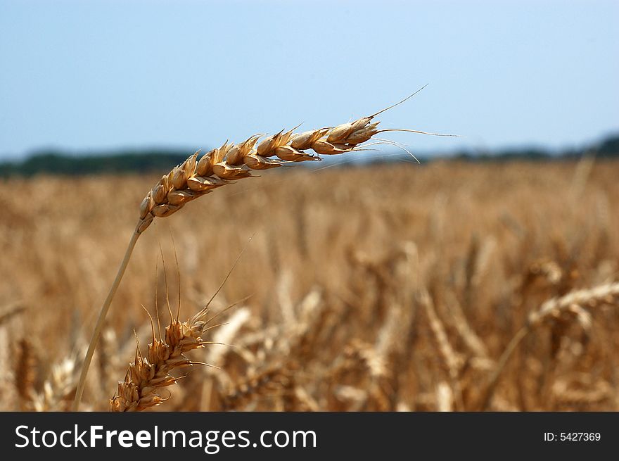 Wheat stalk on a sunny day. Wheat stalk on a sunny day