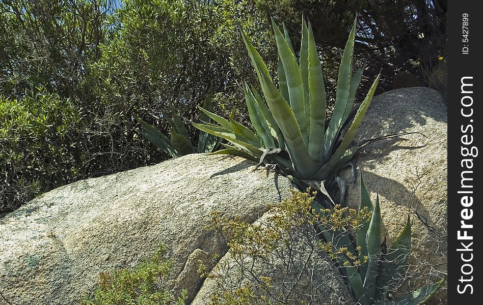 A view of agave plant in rocks. Sardinia.