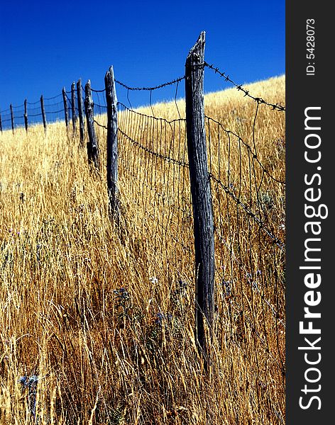 A fence in a corn field in the Italian region Umbria