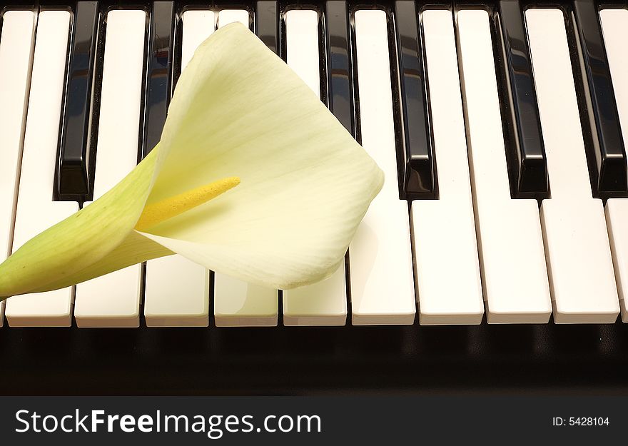 White lille on Piano keys