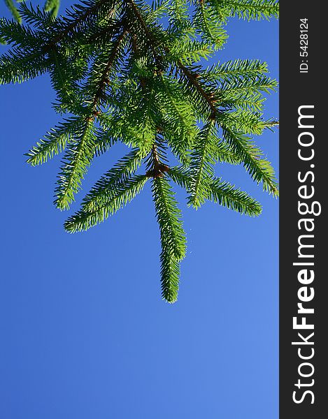 Young fur-tree branch against the dark blue sky