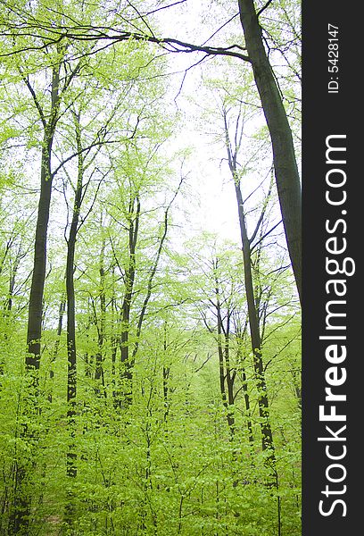 Forest with high beech trees in spring. Forest with high beech trees in spring