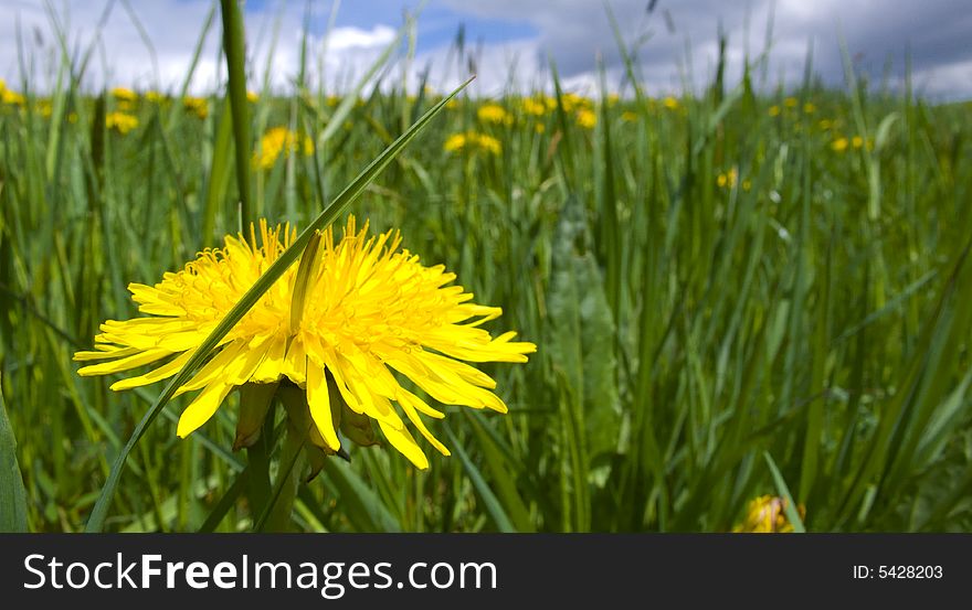 Meadow with many dandelion in spring. Meadow with many dandelion in spring