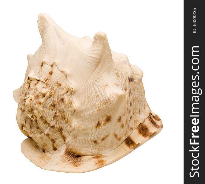 Pacific snail hat-shaped