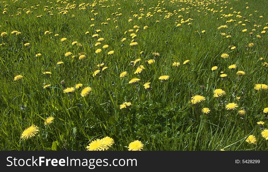 Meadow with many dandelion in spring. Meadow with many dandelion in spring
