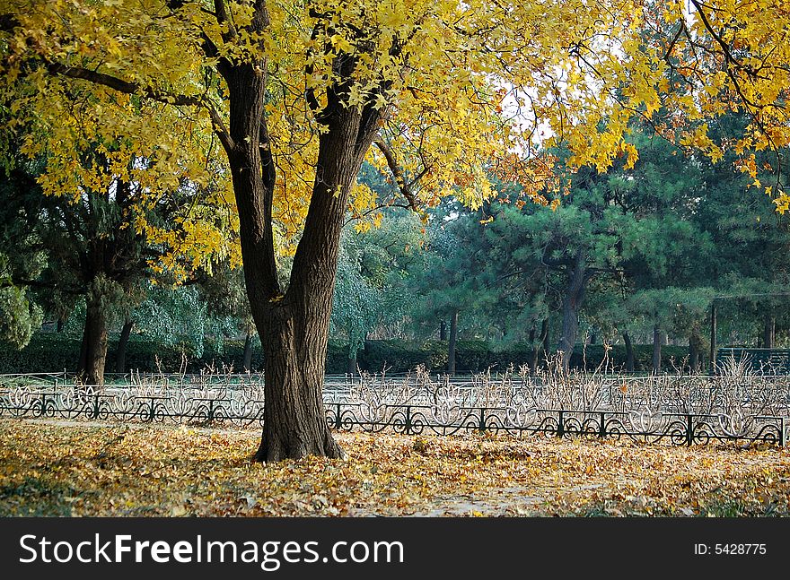 Autumn scenery in a park. Autumn scenery in a park.