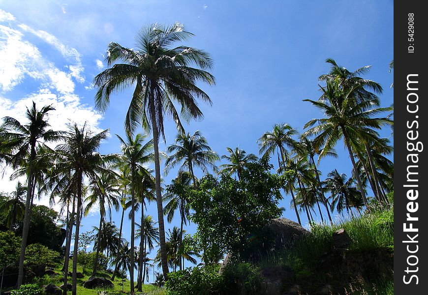 Palms in the nice Thailand sky, Ko Taho Island