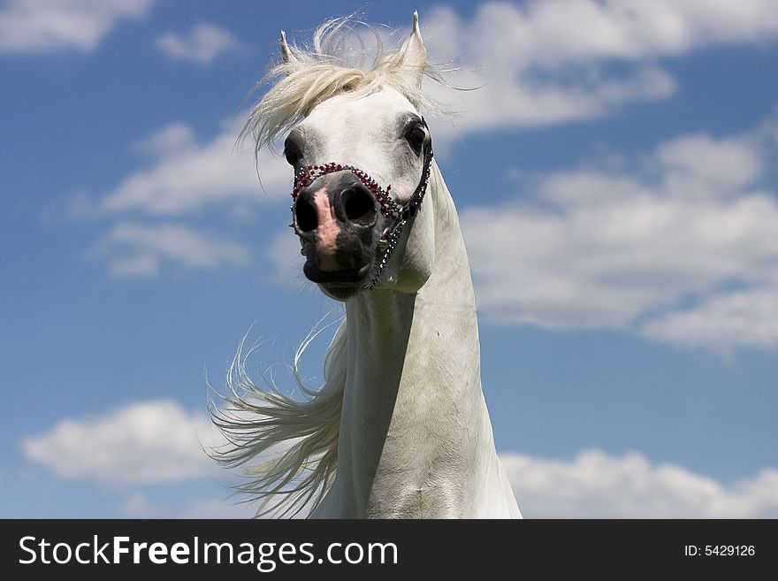 White arabian horse on the blue sky. White arabian horse on the blue sky
