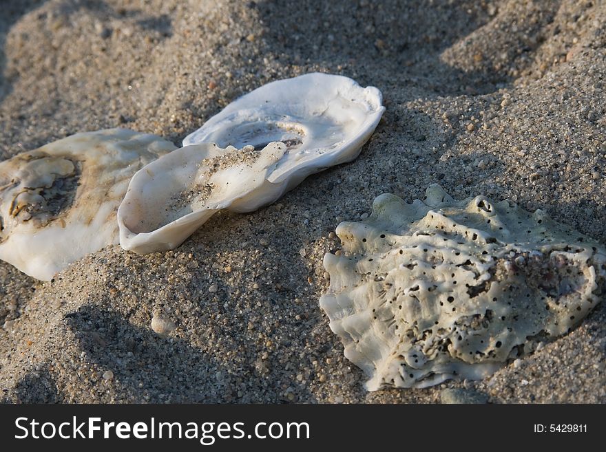 White seashells on the sand beach