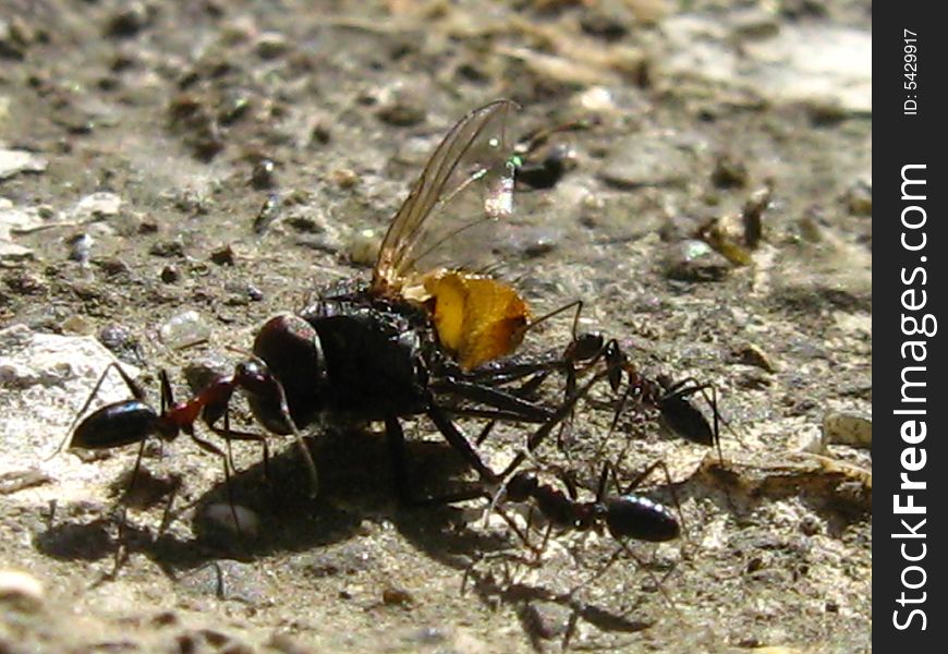 A dead fly being carried away by ants in a team. A dead fly being carried away by ants in a team