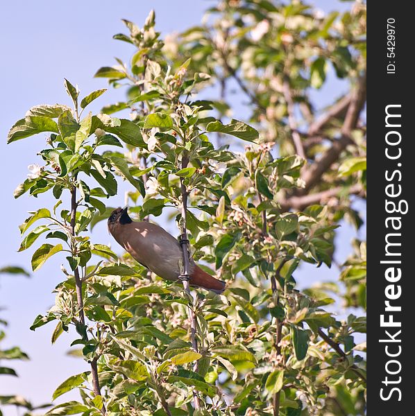 Waxwing on apple tree with a white petal in his beak. Waxwing on apple tree with a white petal in his beak