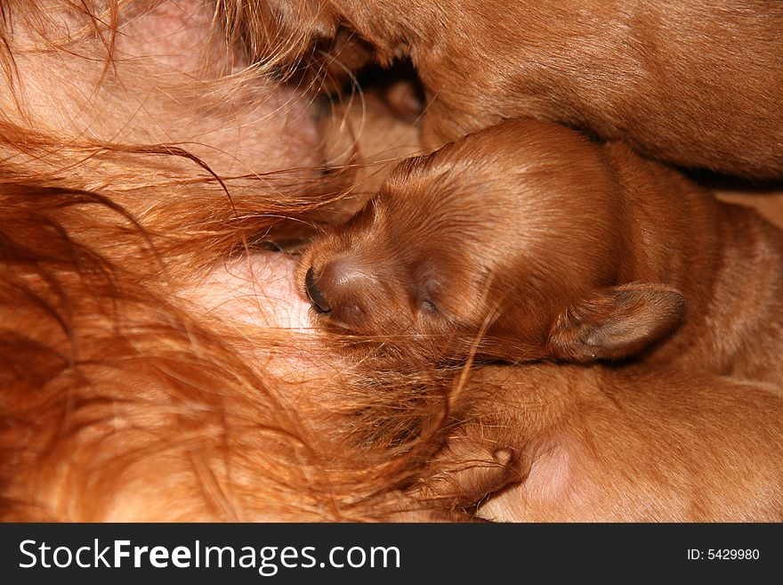 Small puppy is sucking mother's nipple