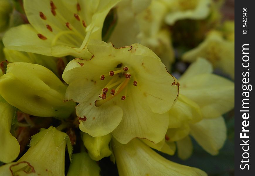 Macro photography of yellow azalea flowers