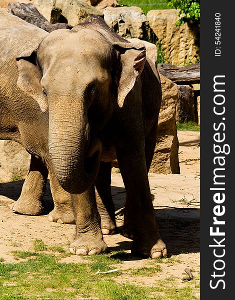 Elephant in zoo front view, elephants trunk served food