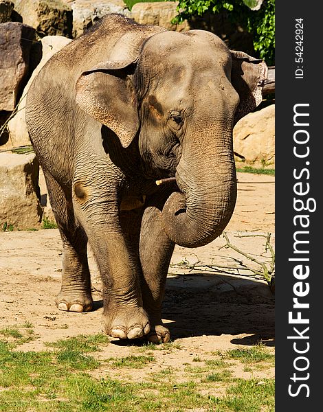 Elephant in zoo front view, elephant's trunk served food