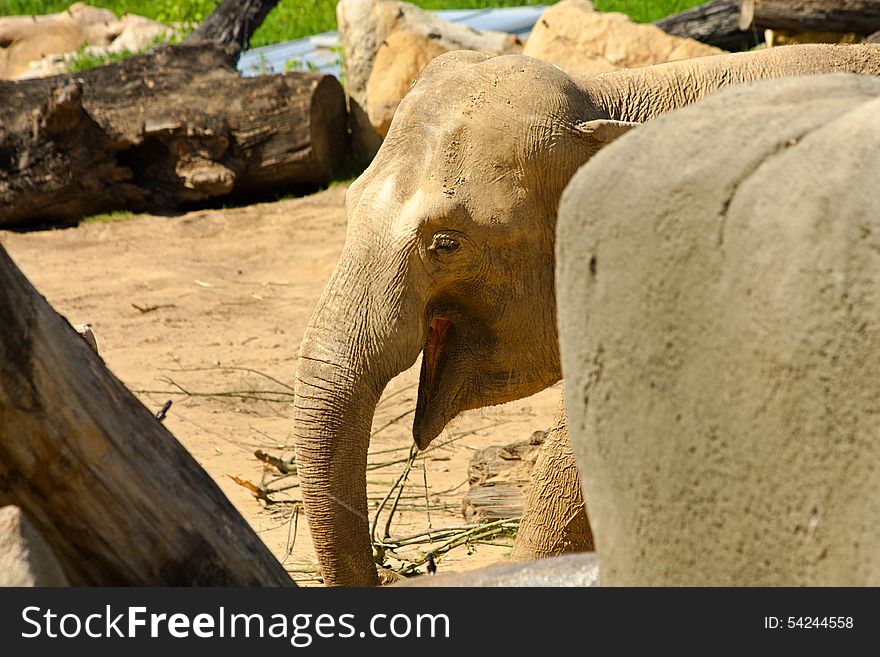 Asian elephants in their enclosure at the zoo. Asian elephants in their enclosure at the zoo