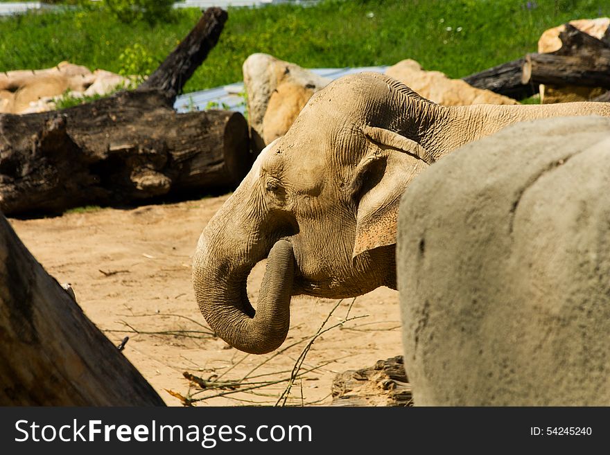 Asian elephants in their enclosure at the zoo. Asian elephants in their enclosure at the zoo