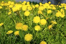 Yellow Dandelions In The Park Stock Photo Yellow Dandelions In The Park Stock Photo
