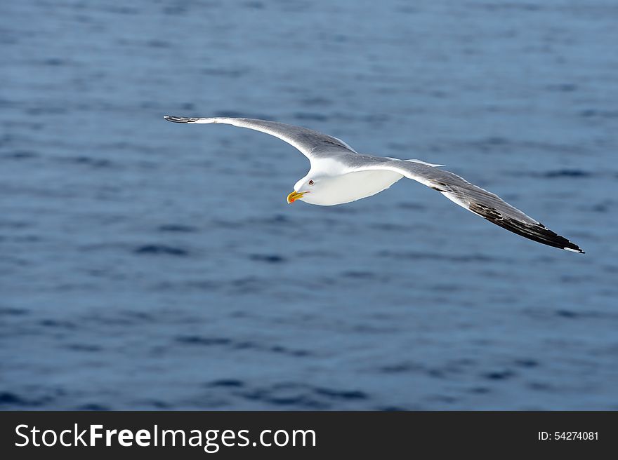 A flying seagull on the seaside