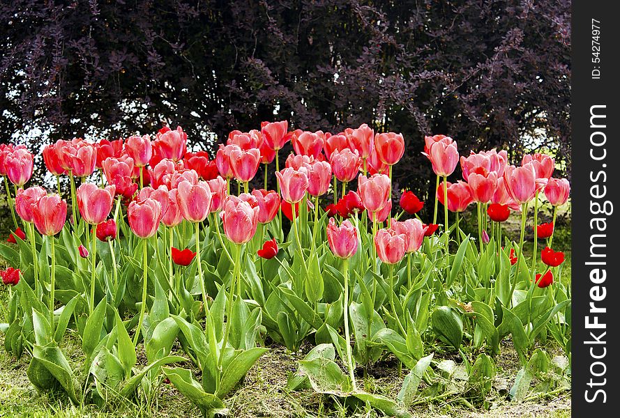 Pink tulips on the flowerbed in the park on sunny spring day