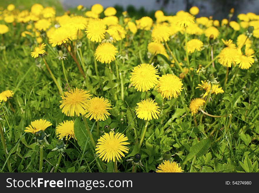 Yellow dandelions with green grass in the park on sunny spring day. Yellow dandelions with green grass in the park on sunny spring day
