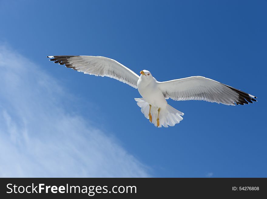 A flying seagull on the seaside