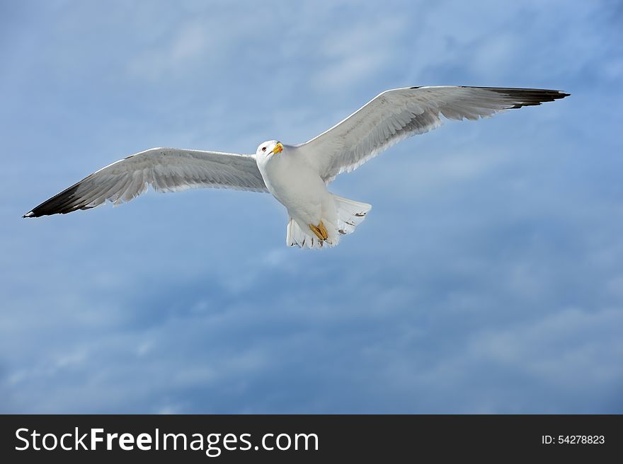 A flying seagull on the seaside