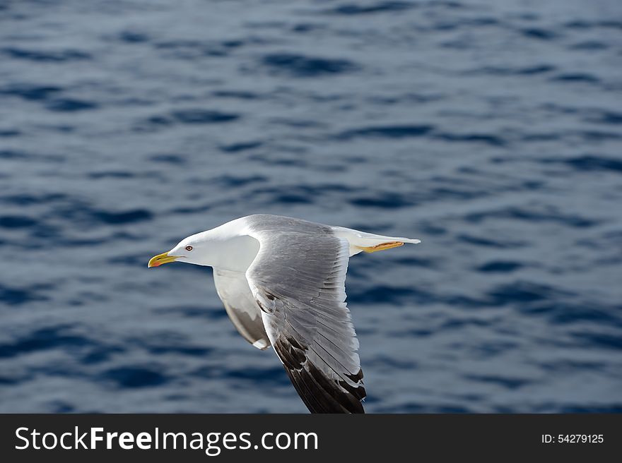 A flying seagull on the seaside