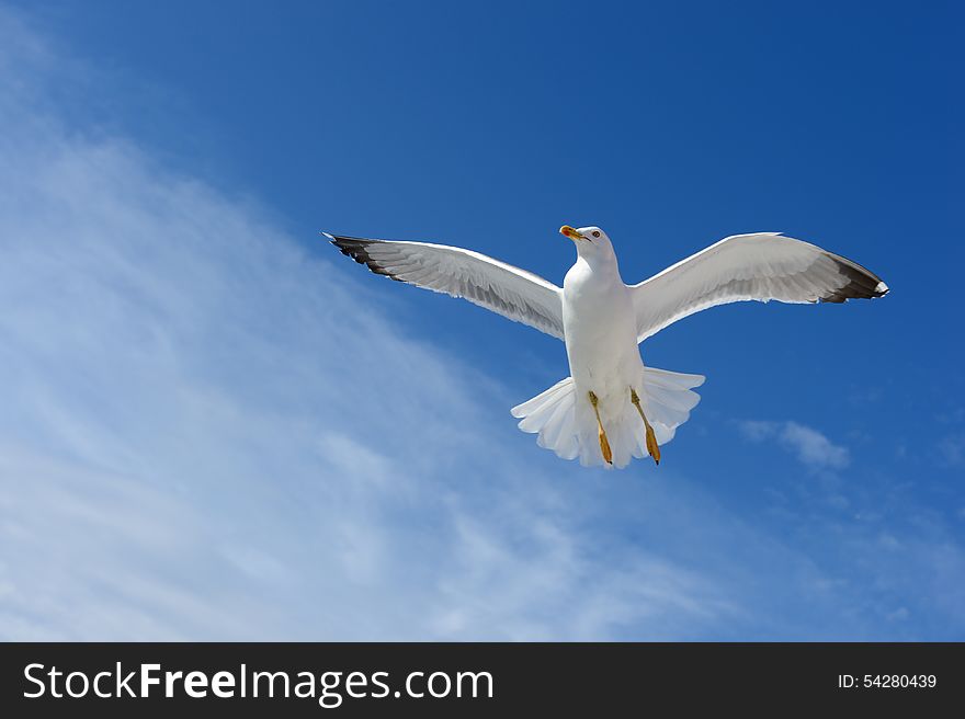 A flying seagull on the seaside