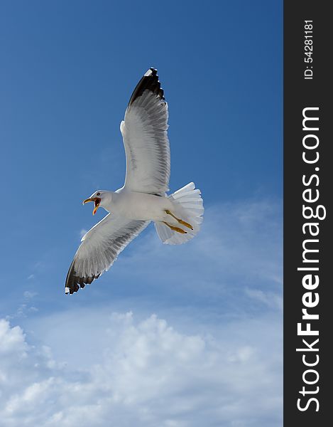 A flying seagull on the seaside