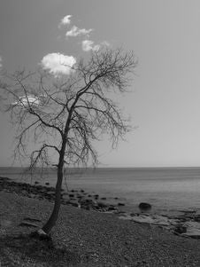 Lone Tree On Shore Royalty Free Stock Photography Lone Tree On Shore Royalty Free Stock Photography