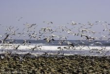 Seaguls Take Off Stock Photography