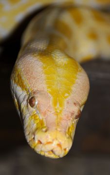 Burmese Python Snake 2 Stock Image
