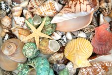 Colorful Seashells Stock Photos Colorful Seashells Stock Photos