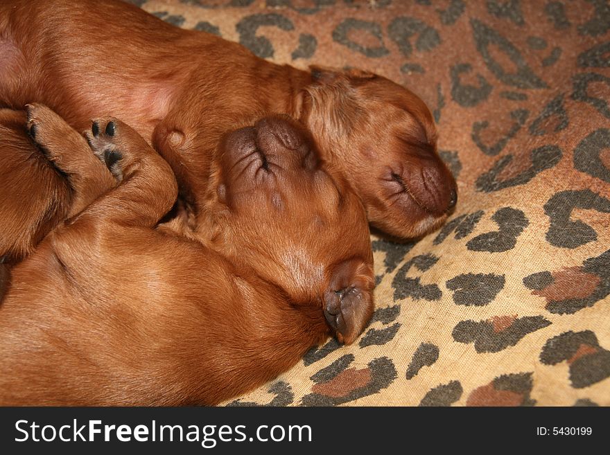 Two cute puppies sleep in lair. Two cute puppies sleep in lair