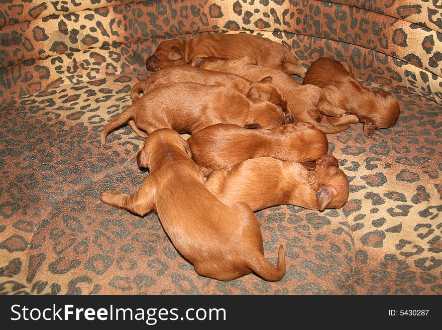 Eight sweet puppies aleep in lair. Eight sweet puppies aleep in lair