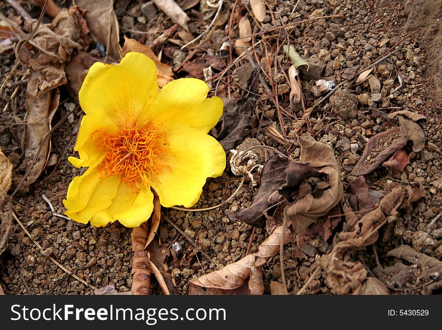 A yellow flower in a Mexican forest