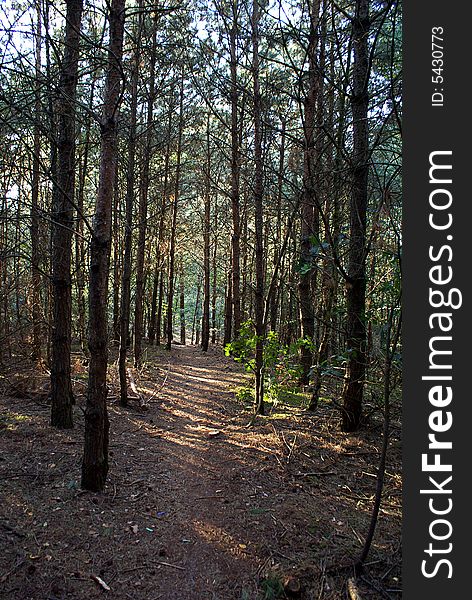 Little path through a dutch forest. Little path through a dutch forest