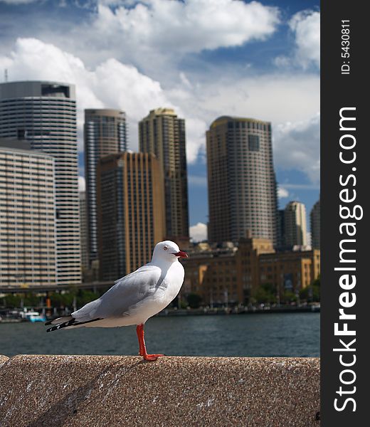Skyline of Sydney and seagull. Skyline of Sydney and seagull