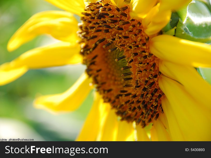 A sunflower in a sunflower maze in fall