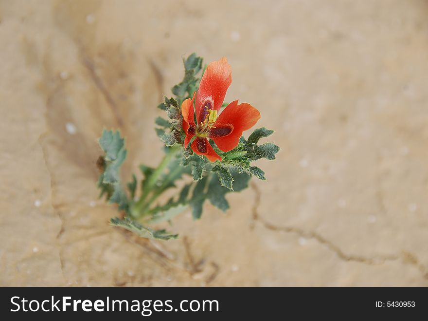 Beautiful red flower sprouting from the dry ground. Beautiful red flower sprouting from the dry ground