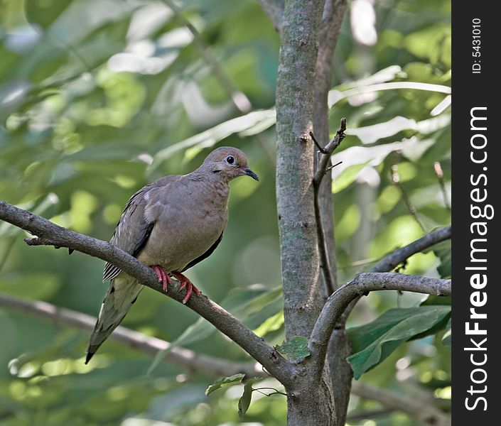 Mourning dove perched on a tree branch