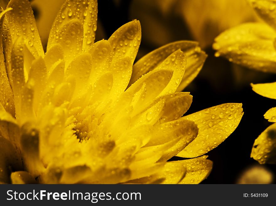 Yellow flower background. Macro shot. Low depth of field. Yellow flower background. Macro shot. Low depth of field