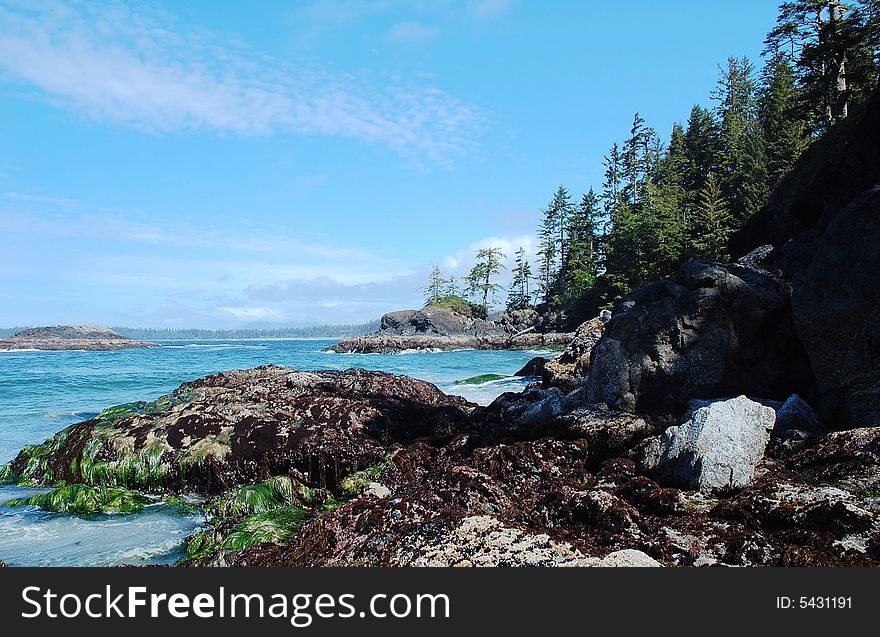 Seashore in Pacific Rim national park, vancouver island, british columbia, canada