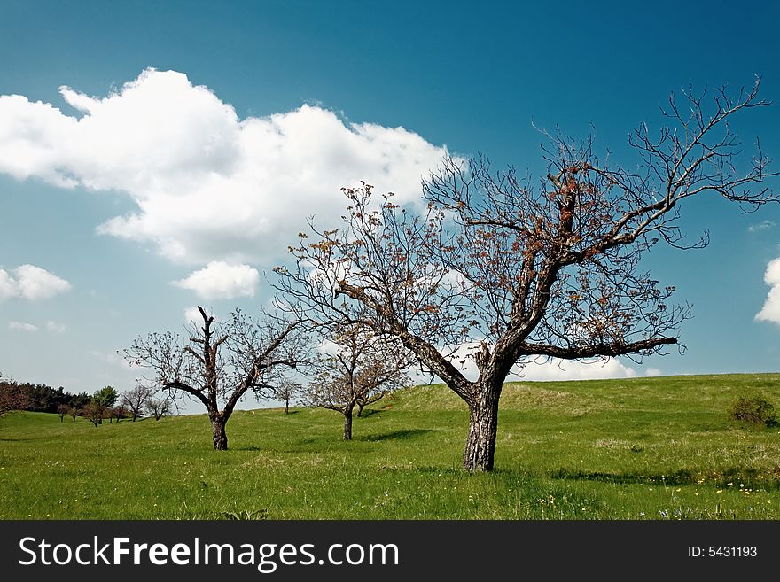 Trees on a glade with a cloud